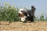 BEARDED COLLIE 206